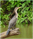 Wildlife in the Tortuguero canals