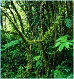 Lush flora of the Costa Rican Cloud Forest
