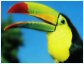 Rainbow beak Toucan
