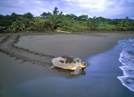 Green Turtle returning to the sea after nesting in Tortuguero, Costa Rica