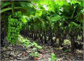 Banana plantation in the Atlantic coast of Costa Rica